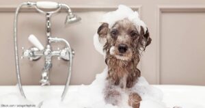 Lackland AFB Self Serve Dog Washes