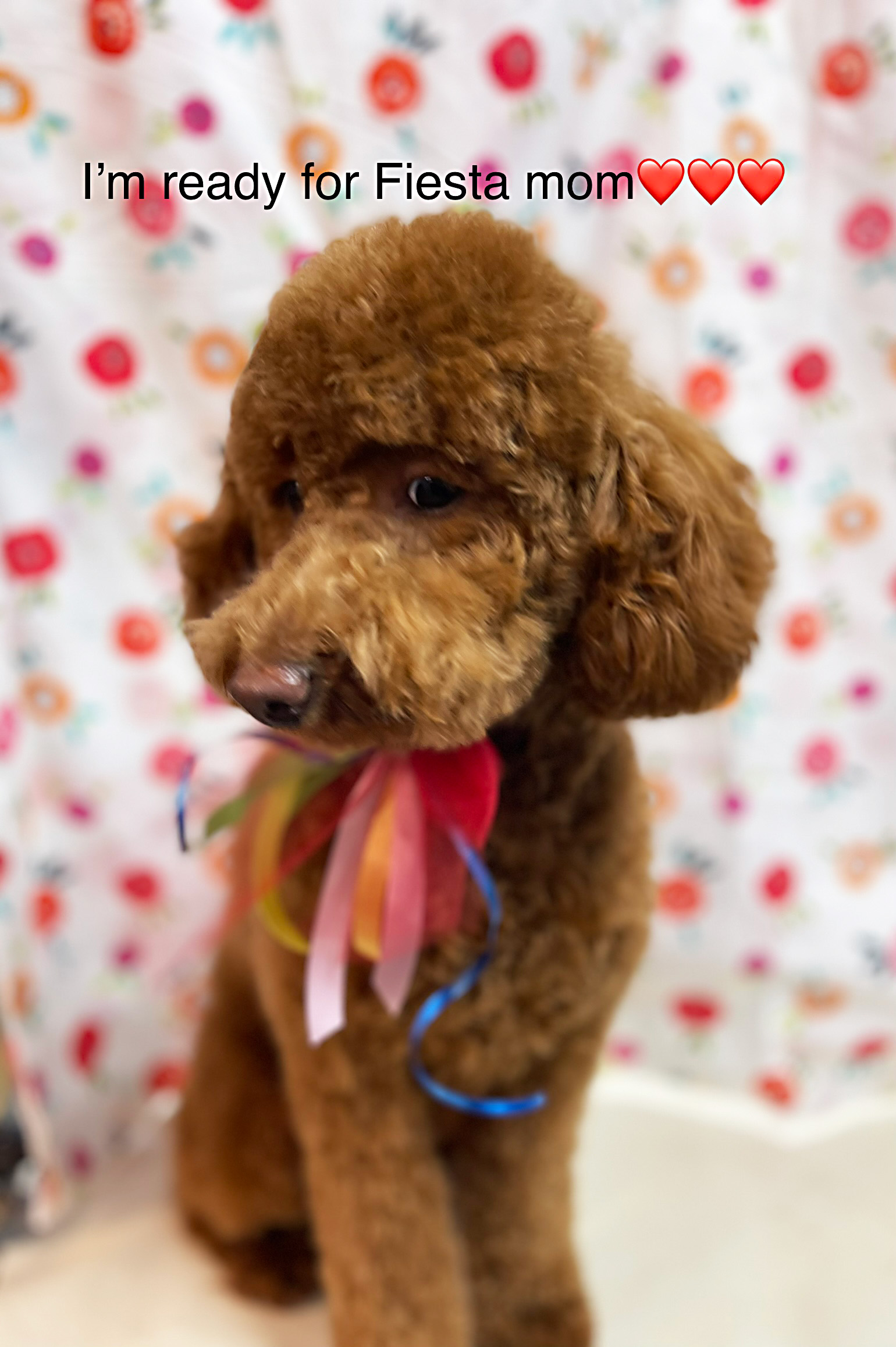 Wash Shake Wag - Dog Grooming, San Antonio, Tx